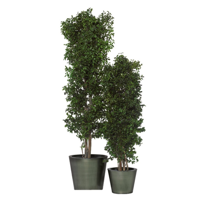 Schlanker pitosporum baum, 1,3 m