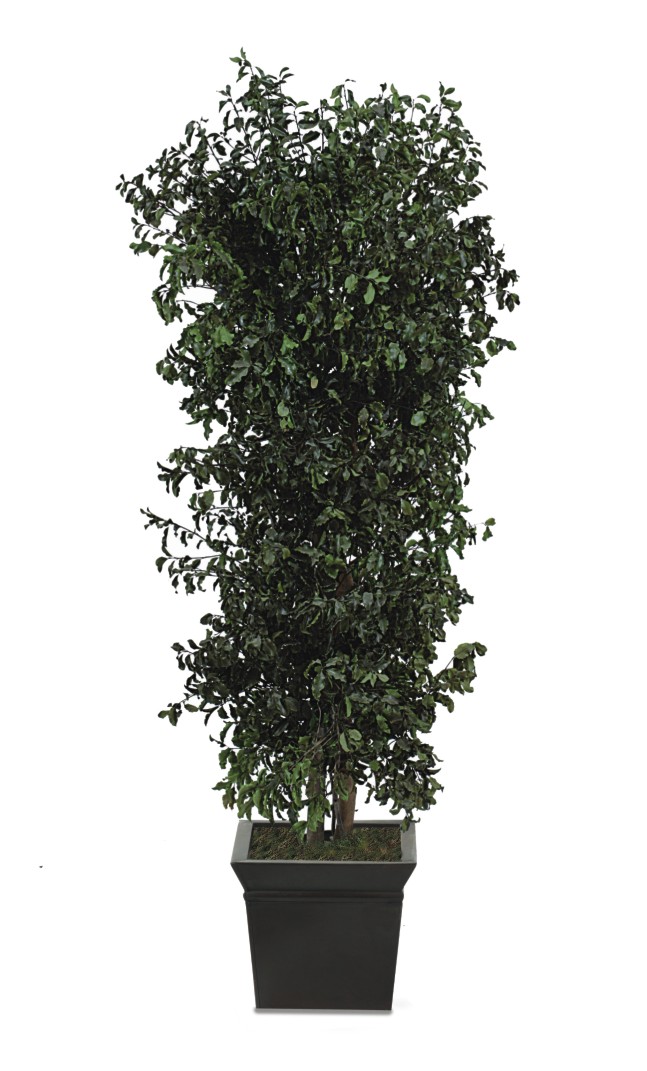 Schlanker pitosporum baum, 1,8 m