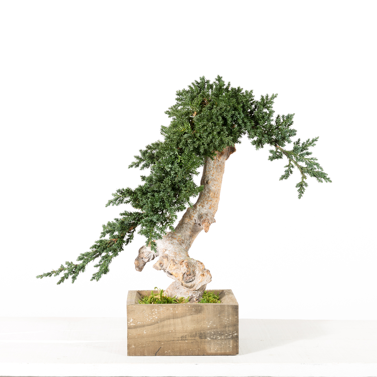 Simple juniperus vine root bonsai