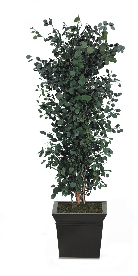 Schlanker populus baum, 1,8 m