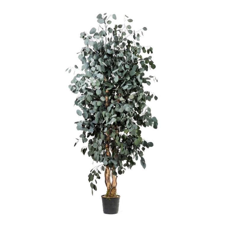 Schlanker populus baum, 1,3 m