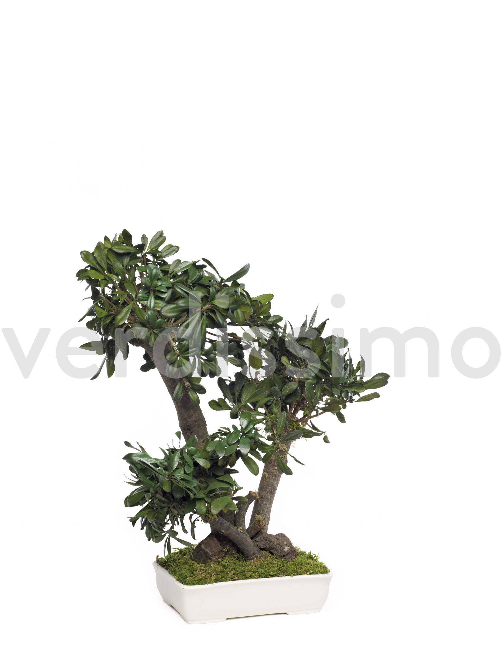 Tobira bonsai, 50 cm