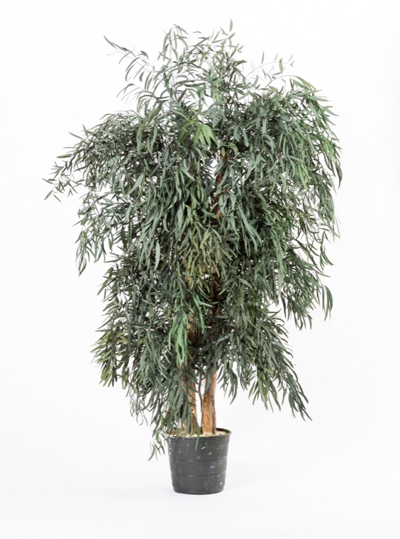 Wide nicoly baum, 1,3 m