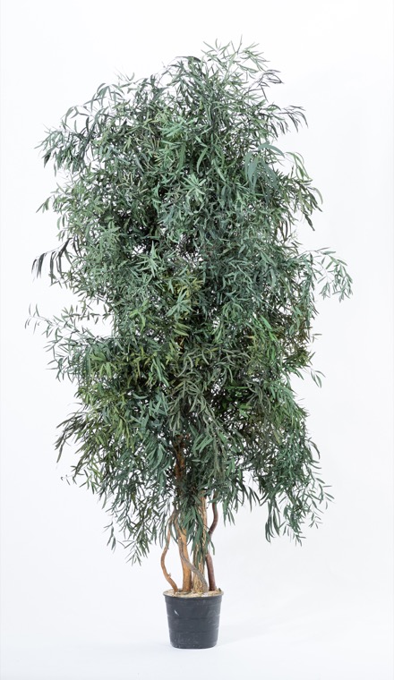Wide nicoly baum, 1,8 m