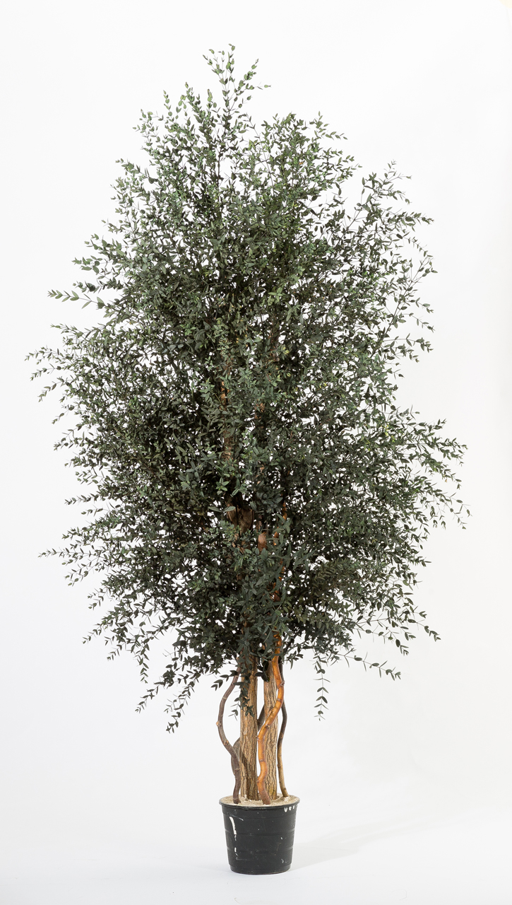 Wide parvifolia baum, 1,8 m