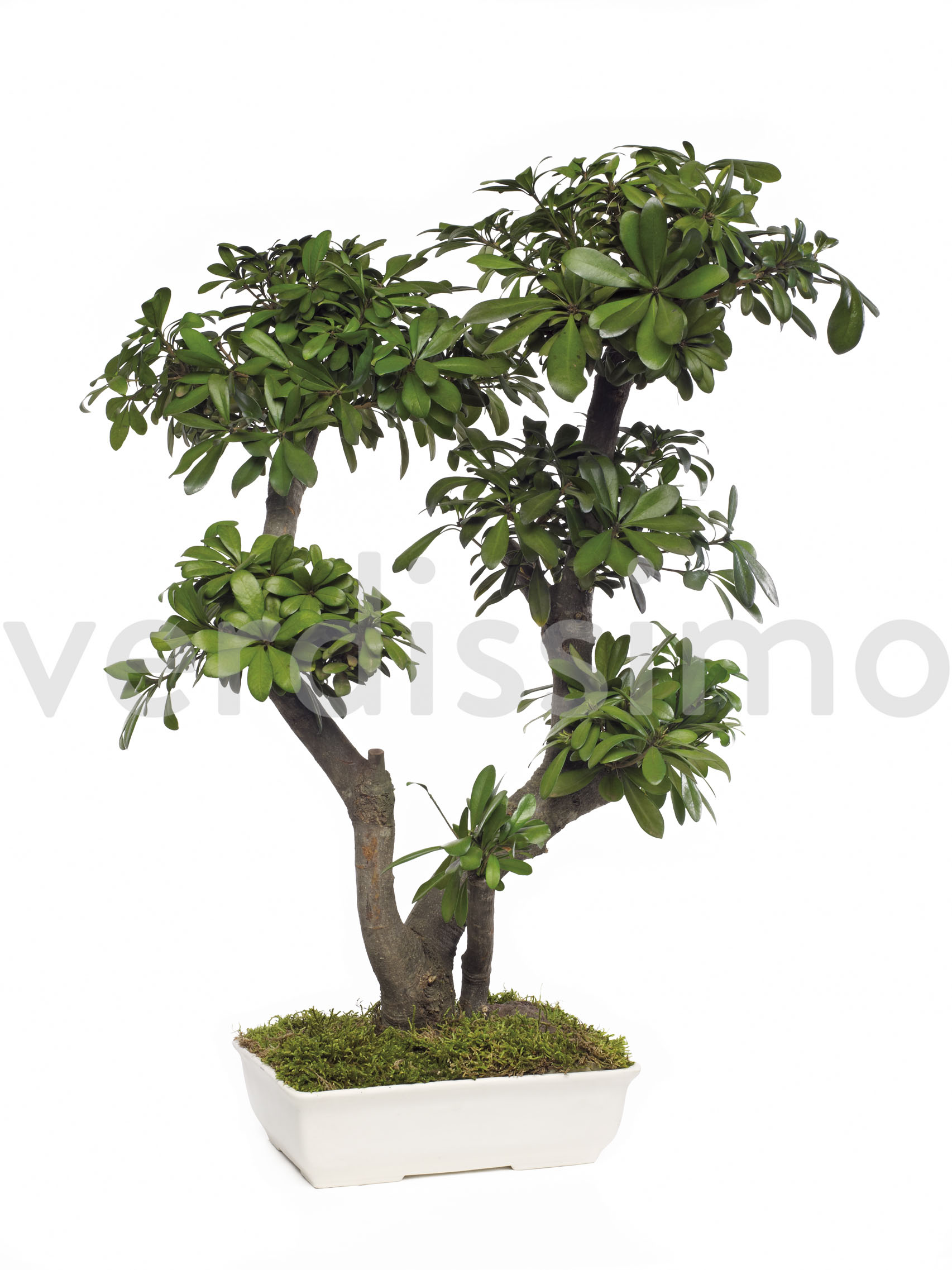 Tobira bonsai, 70 cm